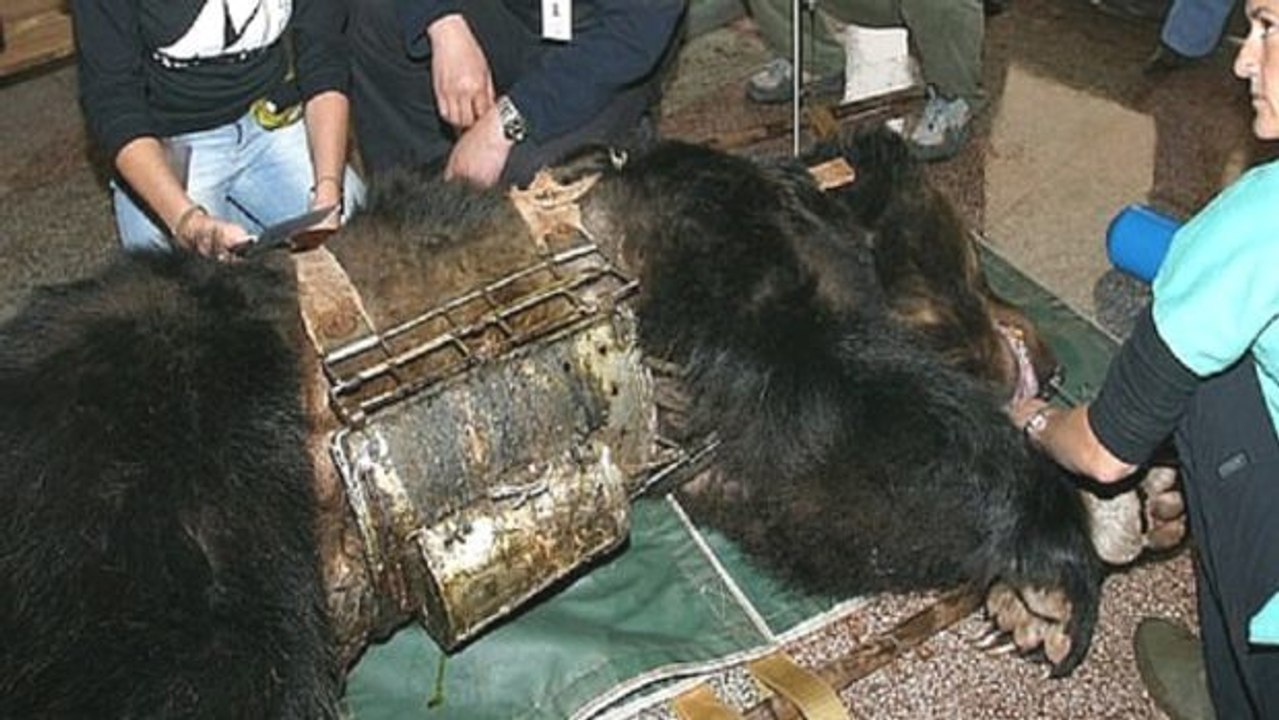 Sie befreien eine Bärin aus einem grausamen Folterinstrument und schenken ihr ein neues Leben