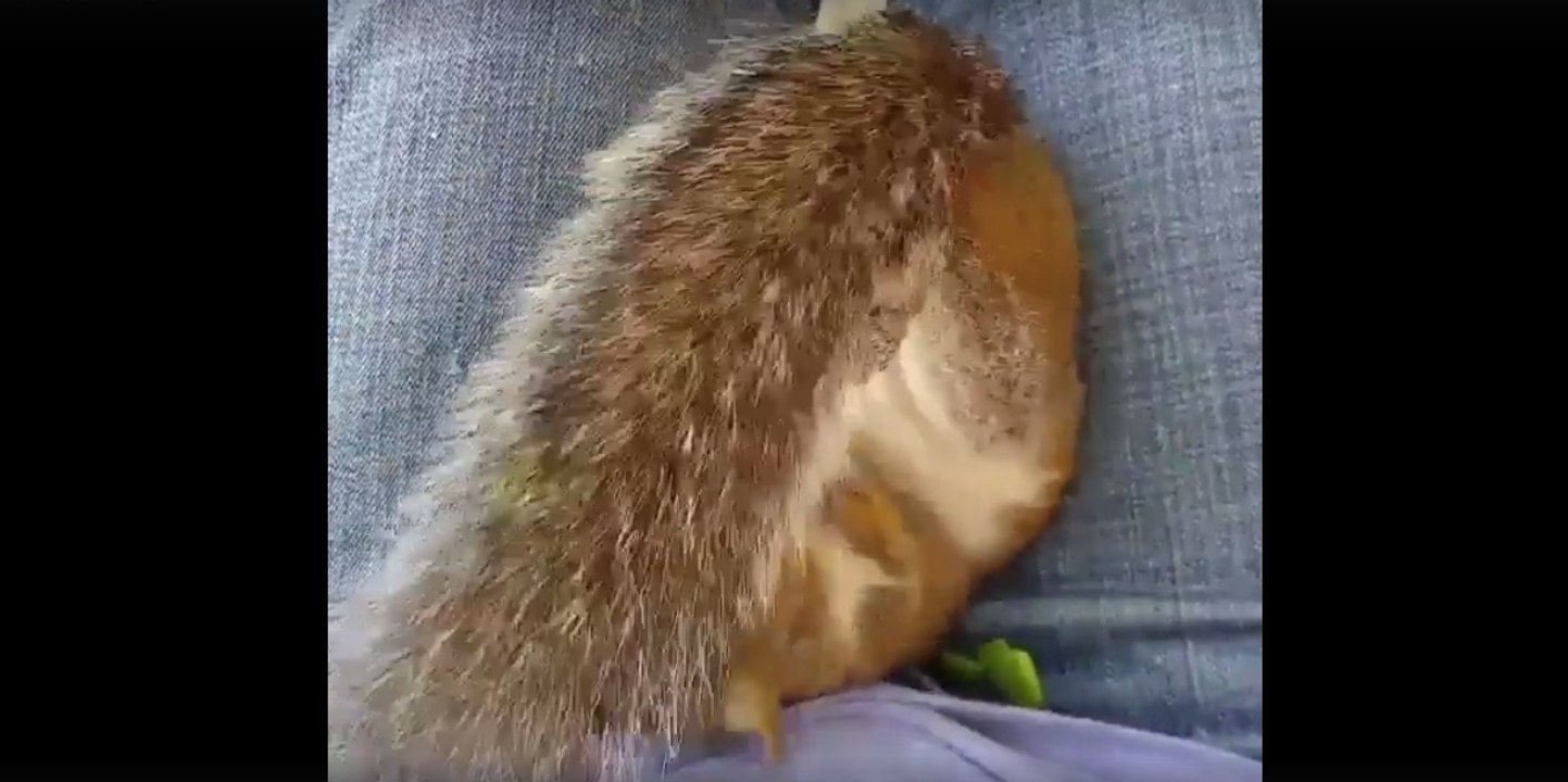 Was ist das wohl für ein niedliches Fellknäuel?