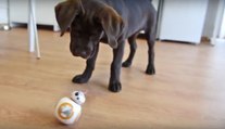 Lustige Reaktion eines Hundes auf den Star Wars Droiden BB-8