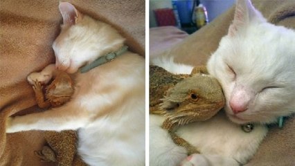 Diese Katze und die Bartagame sind die besten Freunde!