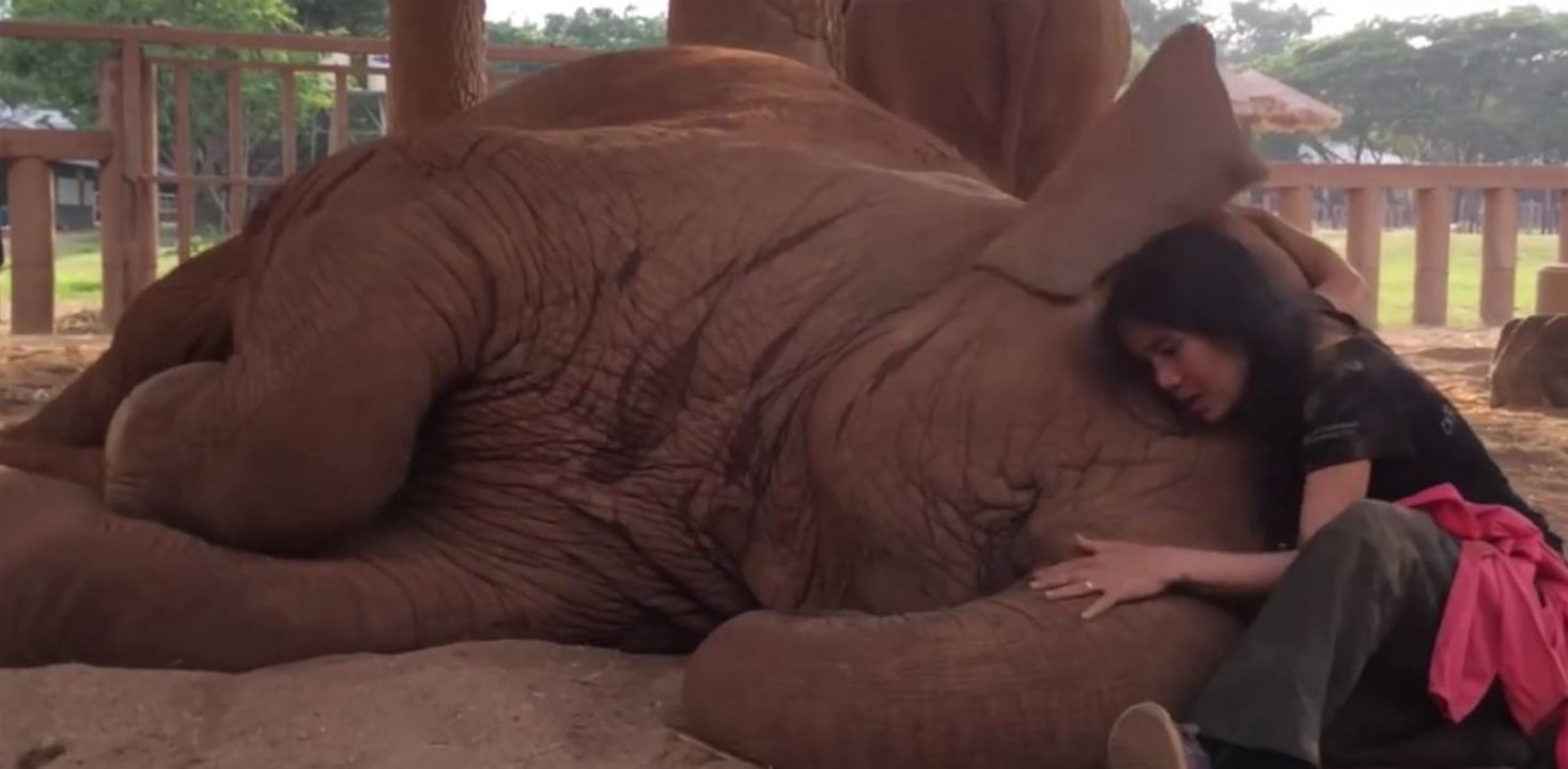 Sie geht in das Gehege und kniet sich neben den Elefanten. Dann fängt sie an zu singen...