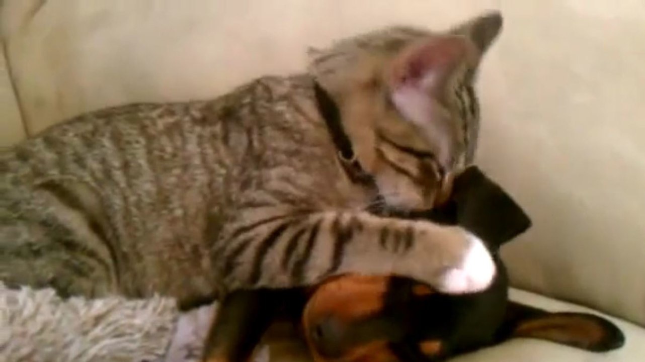 Hund kommt vom Tierarzt zurück: Die Katze stürzt sich auf ihn