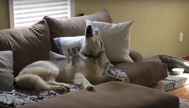 Sie nennt ihren Husky eine störrische Couch-Potato . Der Grund ist zum Totlachen!