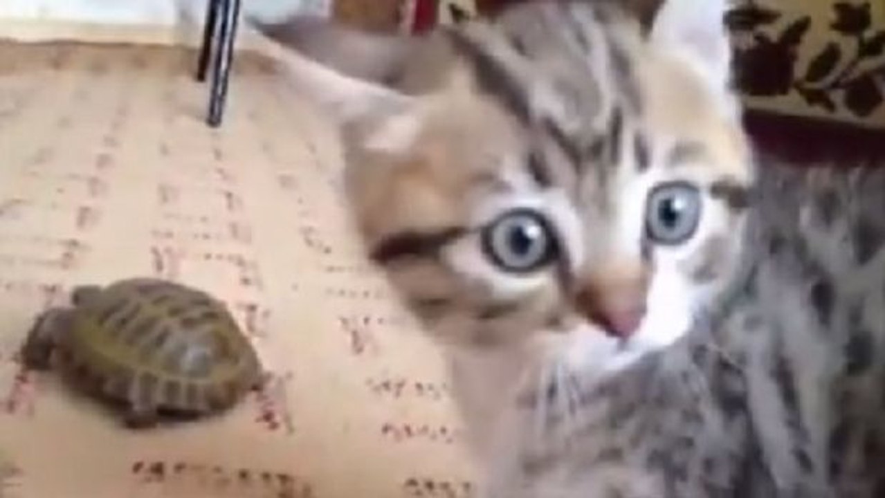 Dieses Kätzchen ist von der Schildkröte im Haus fasziniert und reagiert mit urkomischen Bewegungen