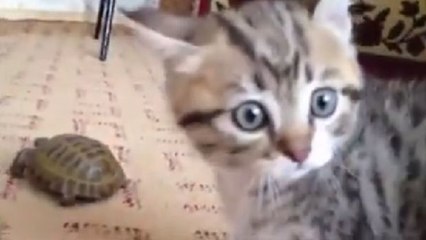 Dieses Kätzchen ist von der Schildkröte im Haus fasziniert und reagiert mit urkomischen Bewegungen