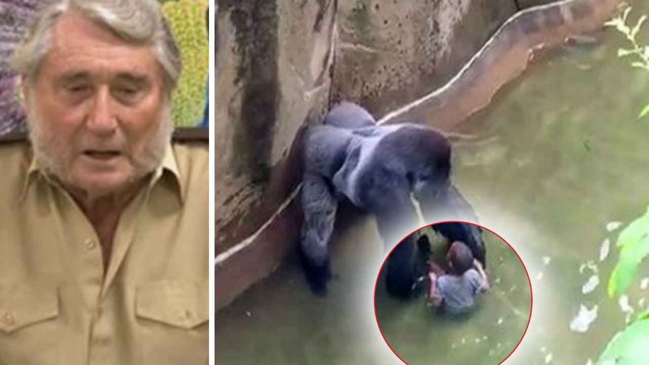 Harambe (Zoo von Cincinnati): die schlimmen Ausführungen des Mannes, der den Gorilla aufzog, in dessen Gehege das Kind fiel