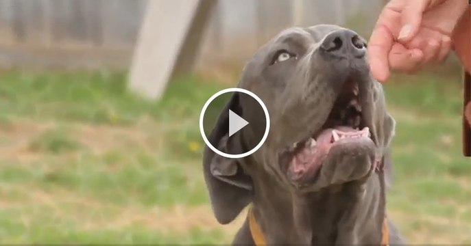 Dieser süße Welpe sollte eingeschläfert werden, weil er gelähmt war... Doch dann kam es anders