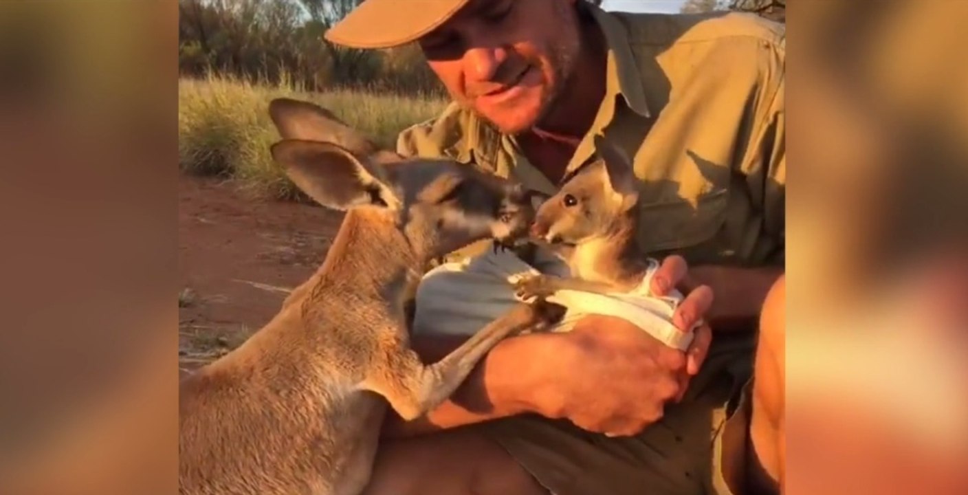 Ein Känguru-Baby wird unter dem aufmerksamen Blick seiner Mama mit dem Fläschchen gefüttert
