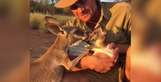 Ein Känguru-Baby wird unter dem aufmerksamen Blick seiner Mama mit dem Fläschchen gefüttert