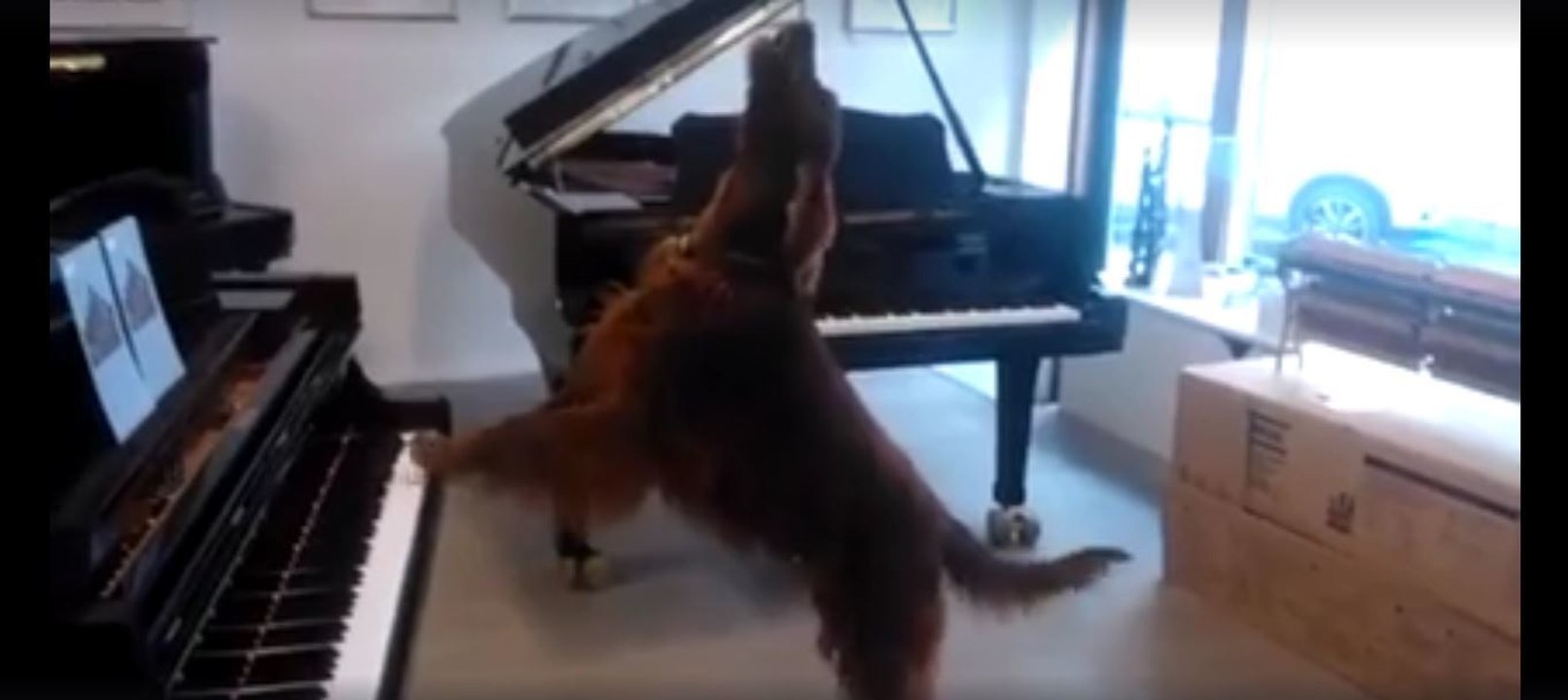 Dieser Hund hat ein unglaubliches Talent... Aber seht selbst!