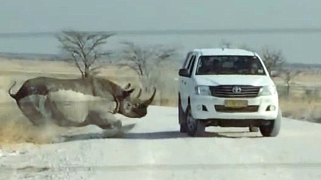 Ein Nashorn greift auf einer Safari ein Fahrzeug mit Touristen an