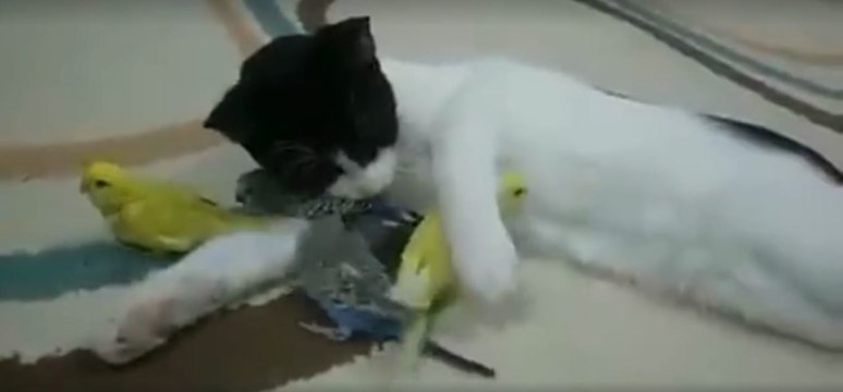 Der Beweis, dass ein Vogel der beste Freund einer Katze sein kann