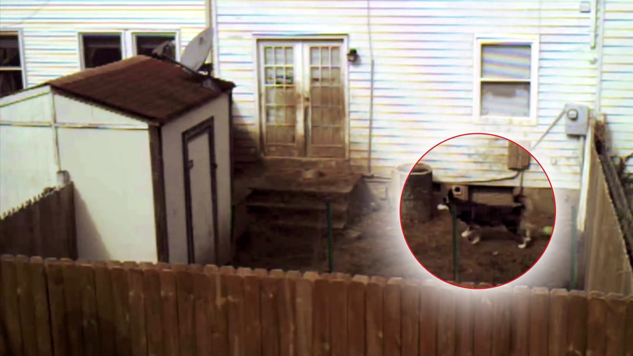 Er filmt den Garten seines Nachbarn... Und was er da filmt, ist schockierend!