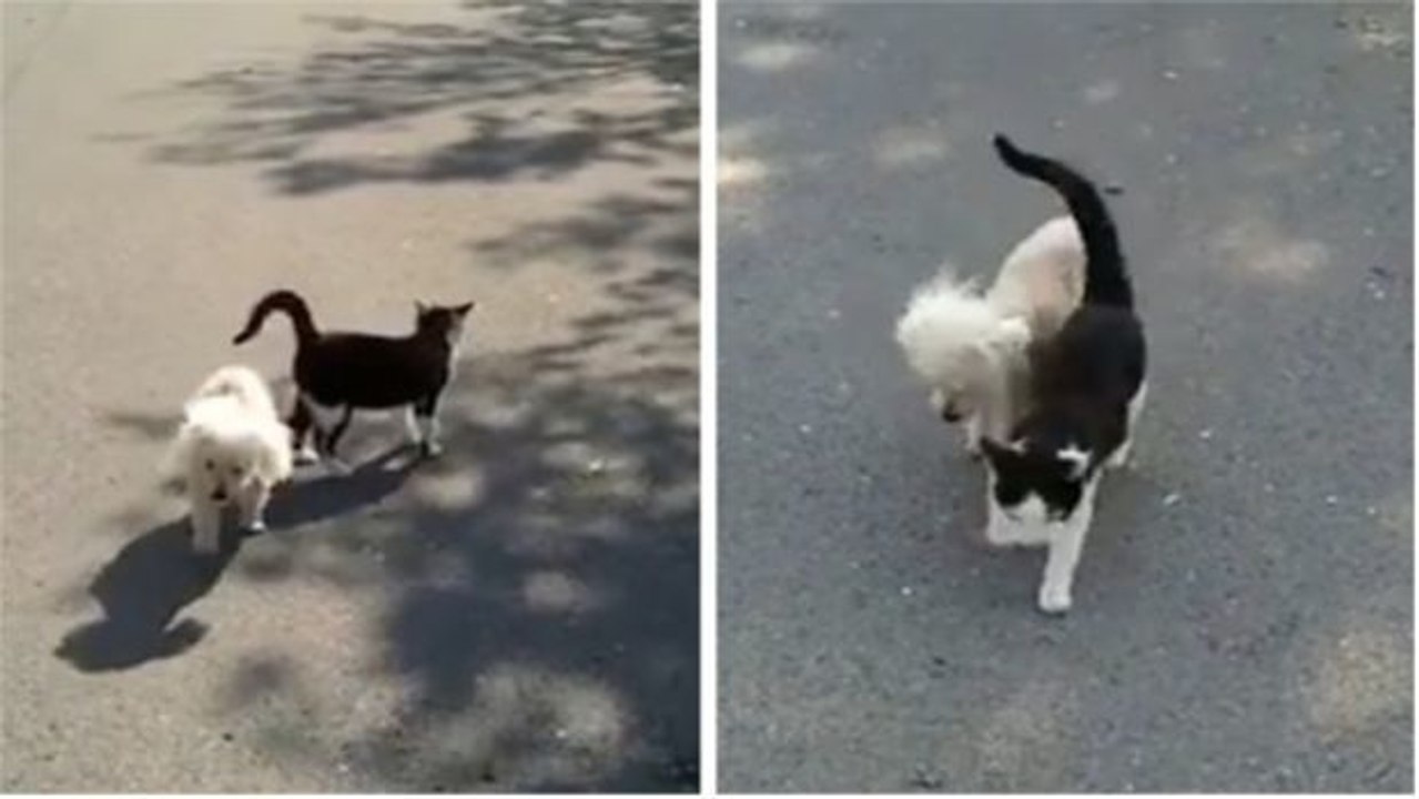 Kamera filmt herzergreifende Szene zwischen Katze und blindem Hund