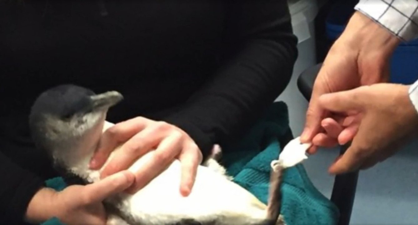 Dieser kleine Pinguin musste amputiert werden und hat jetzt eine 3D-gedruckte Prothese bekommen
