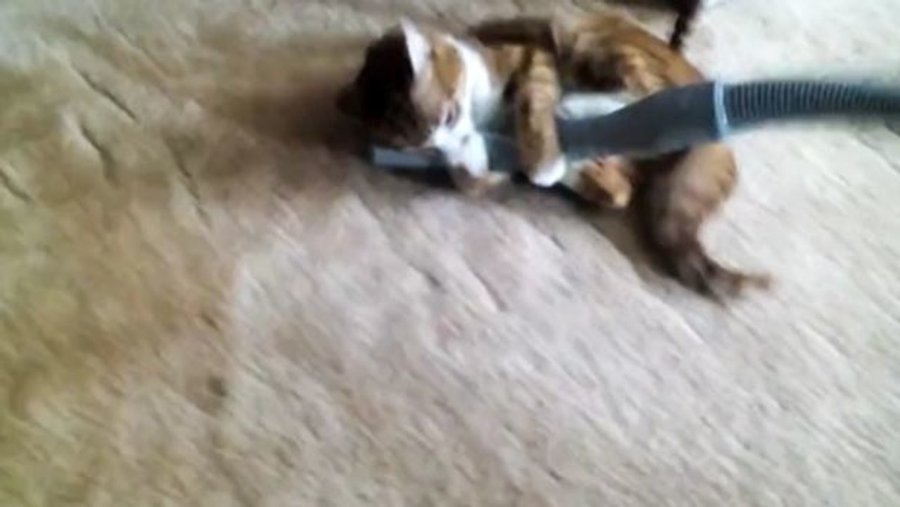Diese Katze attackiert einen eingeschalteten Staubsauger!