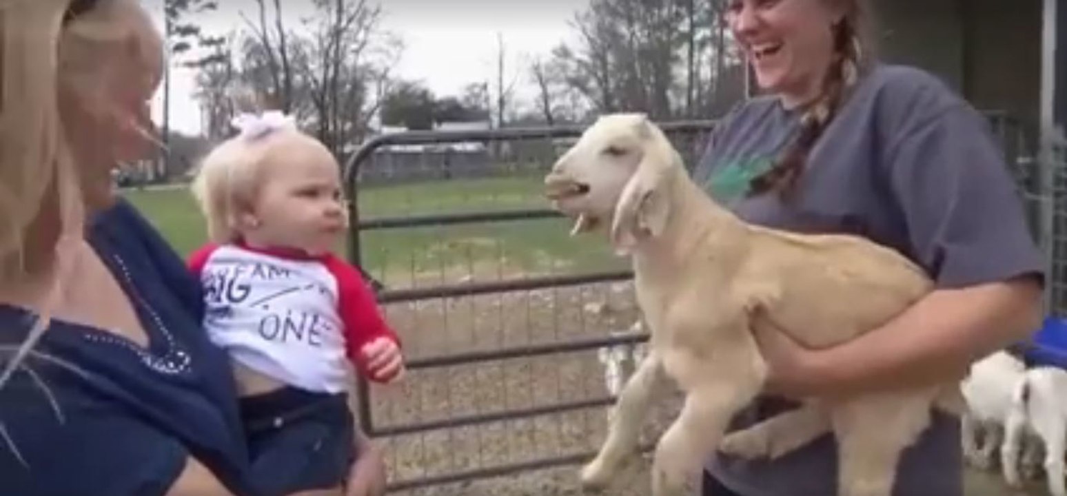 Begegnung von einem Baby... und einem Zicklein!