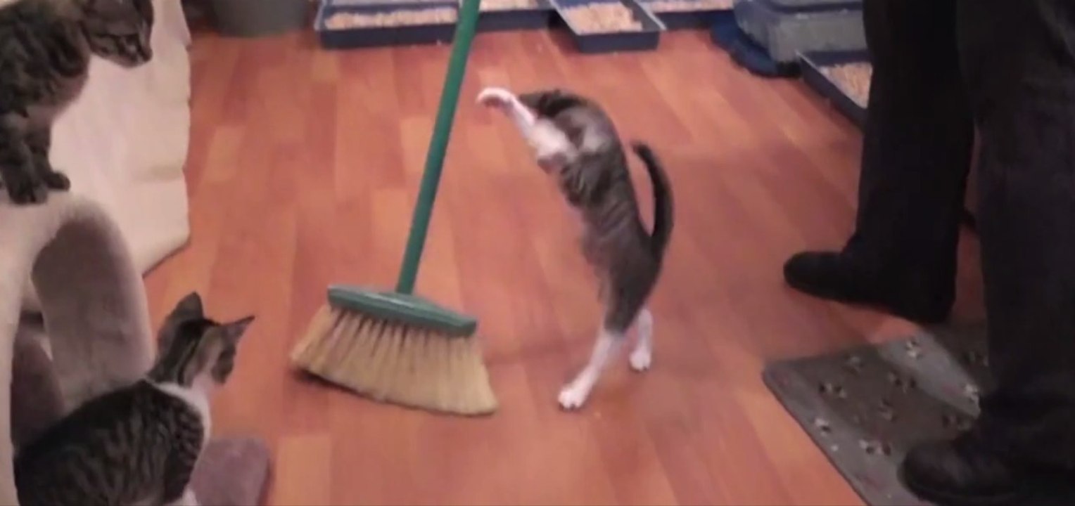 Den Boden zu fegen? Nicht mit diesen Kätzchen!