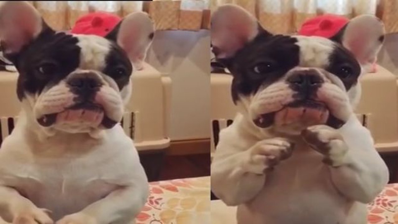 Wenn dieser Welpe um Futter bettelt, kann niemand widerstehen