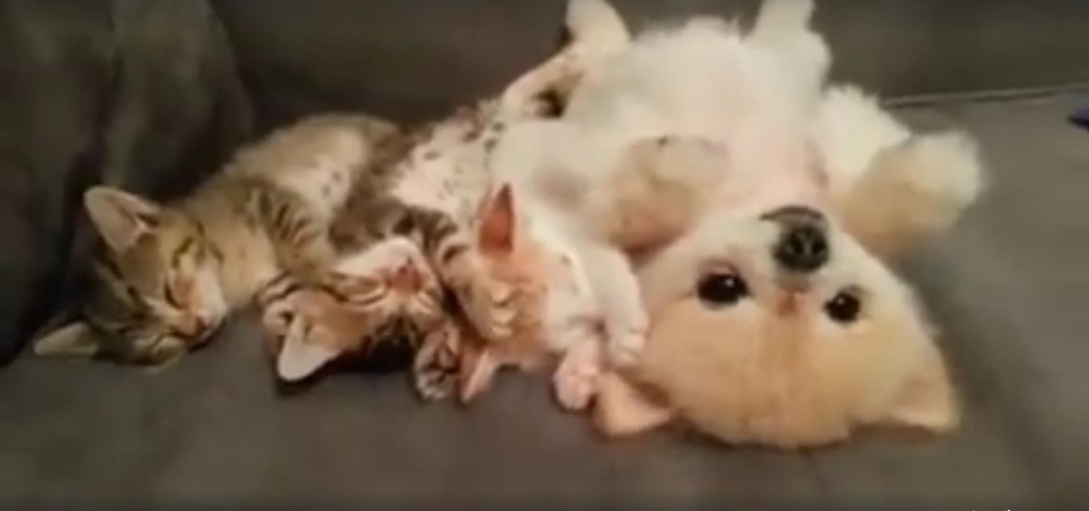 Drei Kätzchen und ein kleiner Hund halten kuschelnd  Mittagsschlaf