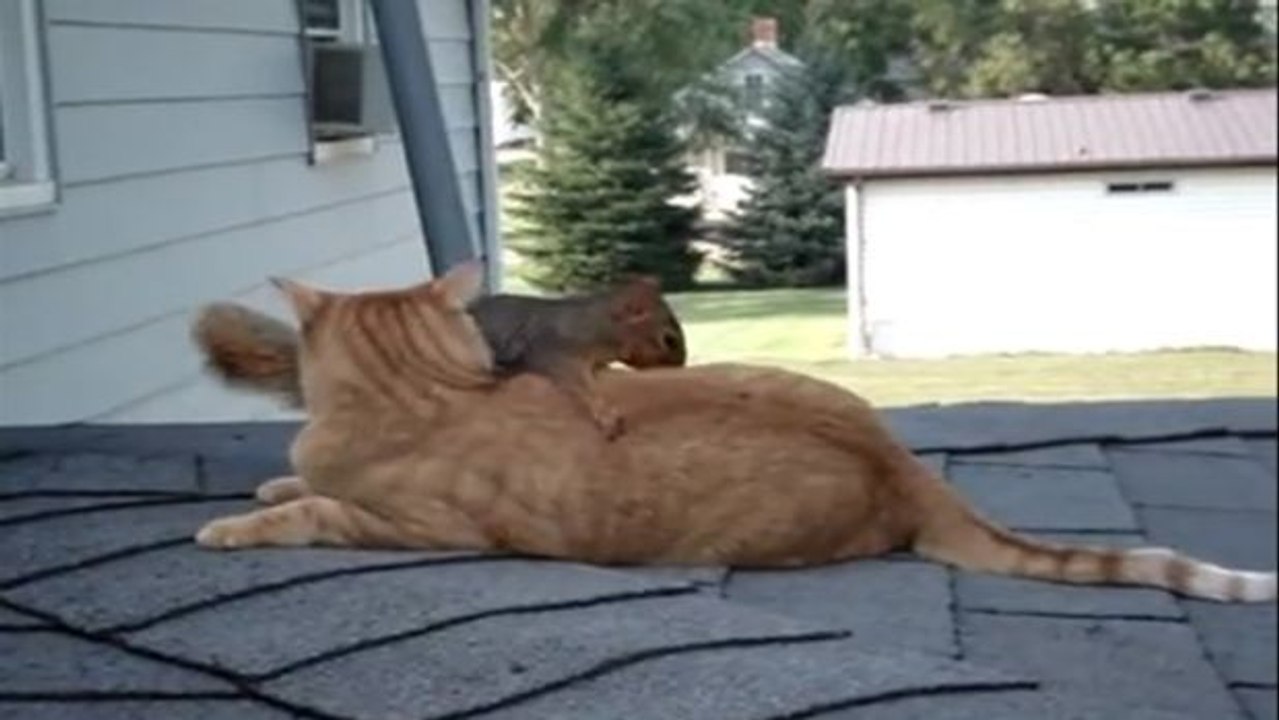 Ein eichhörnchen und eine katze spielen zusammen und verstehen sich blendend