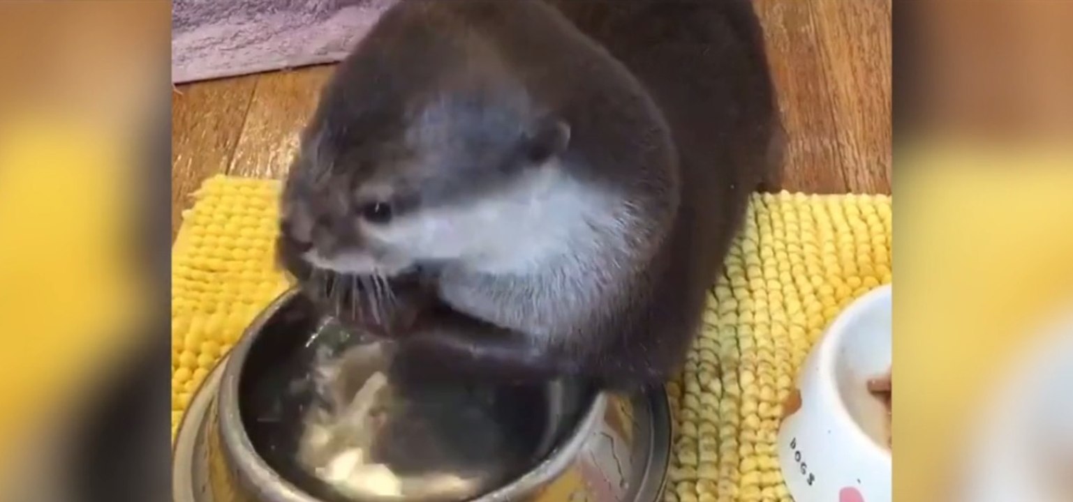 Habt ihr schon einmal einen kleinen otter fressen gesehen? es ist ein echt komischer anblick!