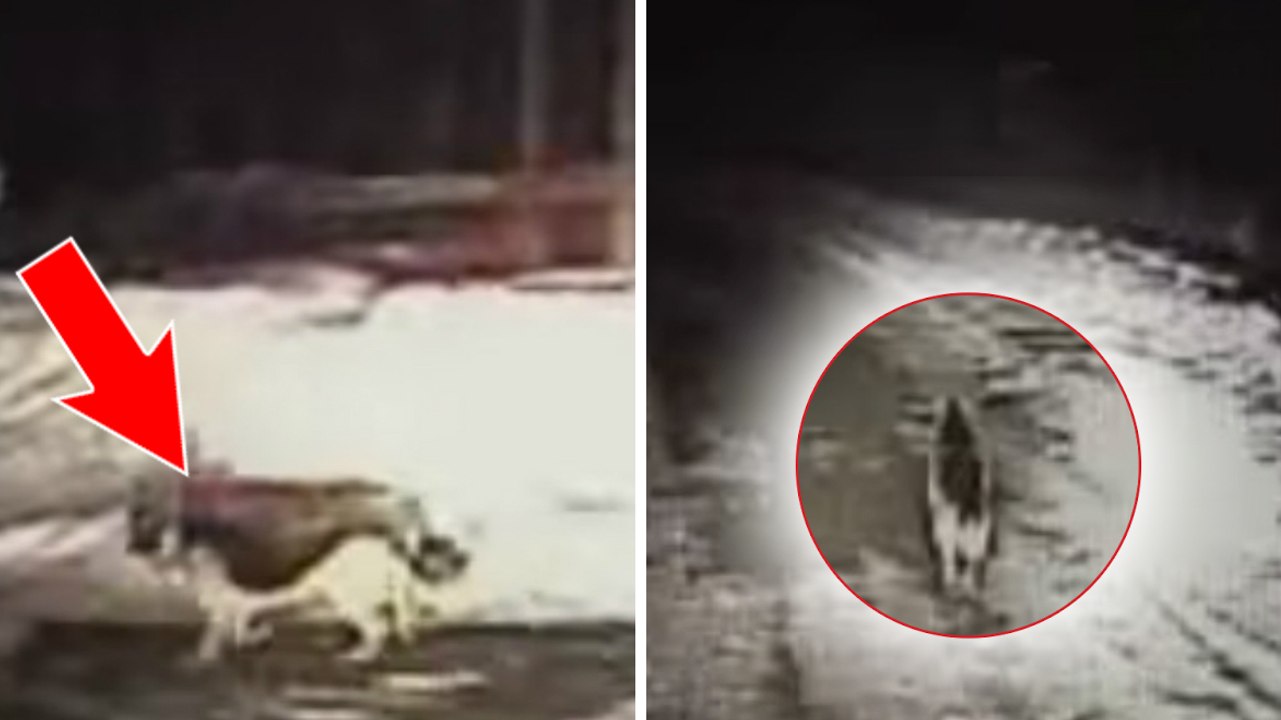 Ein Hund begegnet einem Polizeiauto und fängt an zu rennen. Was er dann tut wird euch überraschen!