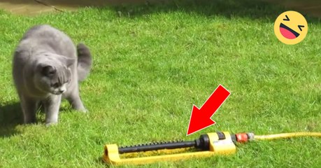 Schaut euch die Reaktion der Katze an, als die Sprinkleranlage losgeht!