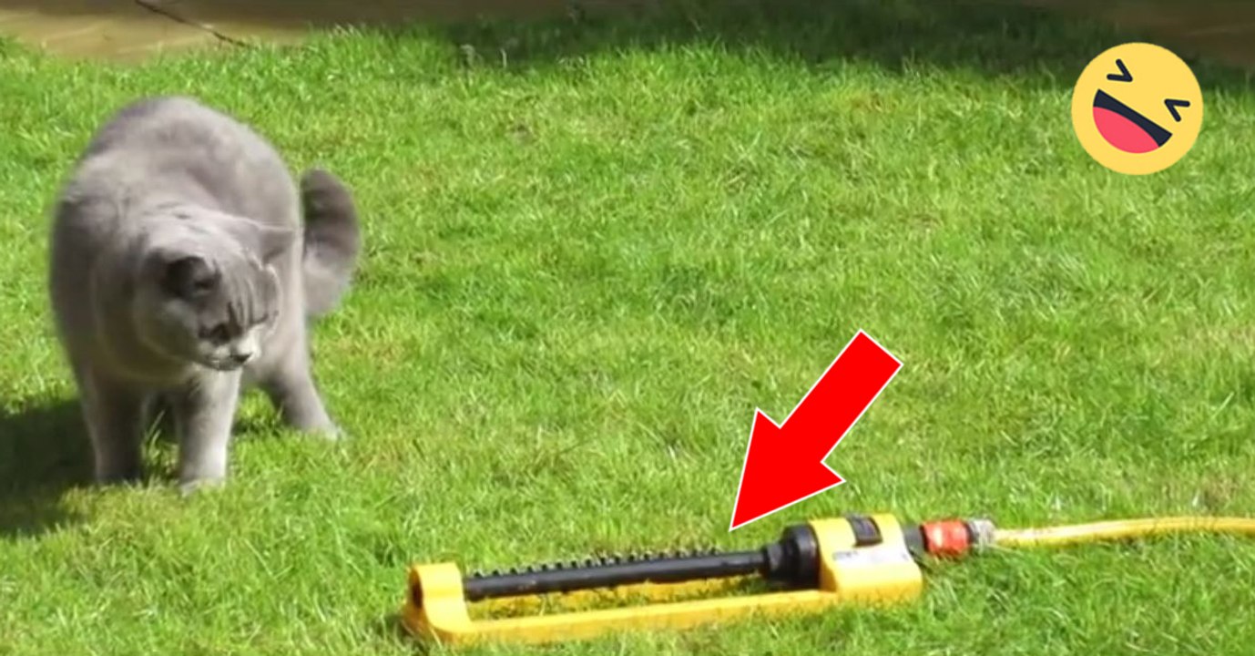 Schaut euch die Reaktion der Katze an, als die Sprinkleranlage losgeht!