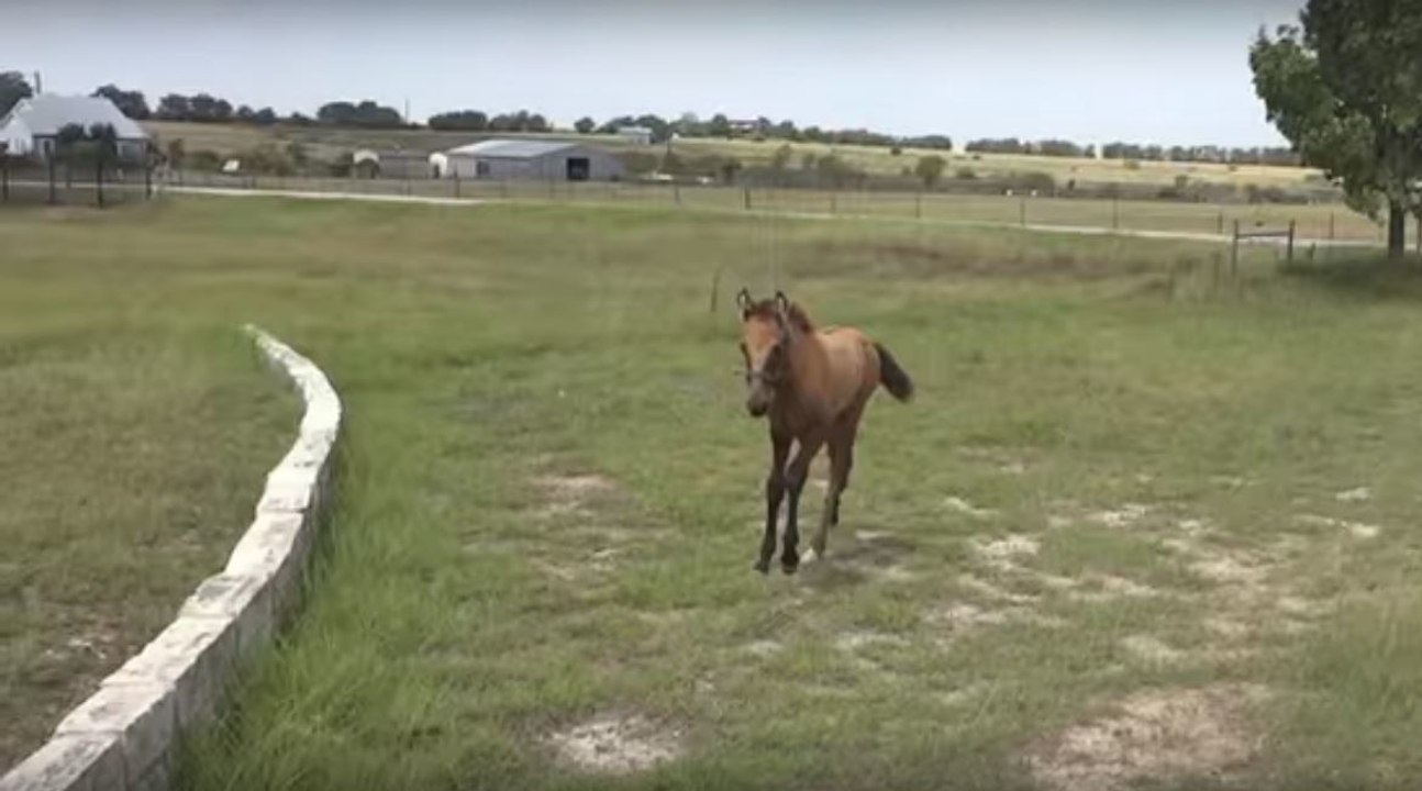 Dieses Mäuerchen erscheint dem Fohlen unüberwindbar... Bis die Mutter zur Hilfe kommt und ihm zeigt, wie es geht!