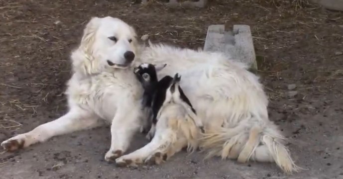 Ein Zicklein und sein haariger Spielkamerad