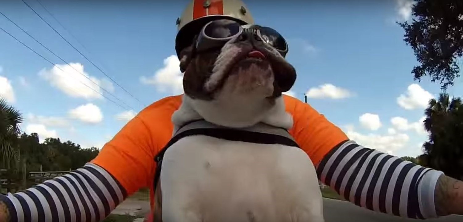 Diese Bulldogge macht etwas Niedliches, wenn sie auf Frauchens Bike anderen Bikern begegnet