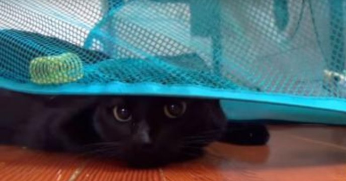 Besitzer filmt die geniale Reaktion seiner Katze auf einen Wäschekorb