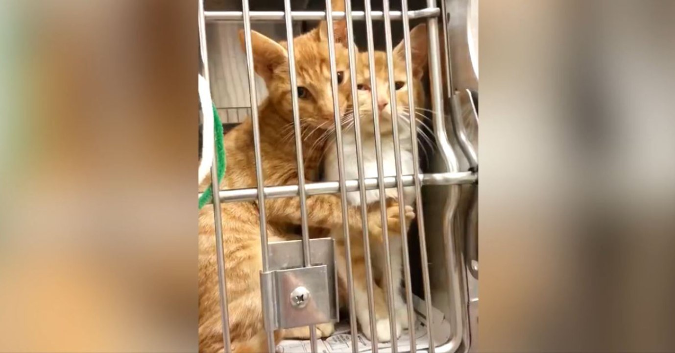 Unzertrennlich: Im Tierheimkäfig klammern sie sich aneinander