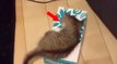 Dieses Kätzchen ist fasziniert von einer ganz einfachen Taschentuchbox... Was da wohl drin ist?