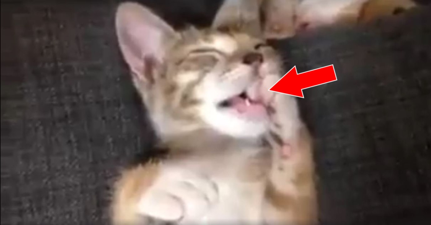 Dieses kleine Kätzchen lutscht am Daumen wie ein richtiges Baby!