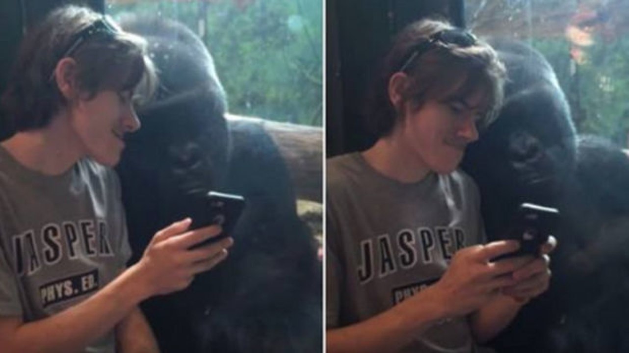 Ein Jungendlicher zeigt einem Gorilla die Fotos, die er von ihm mit seinem Smartphone gemacht hat