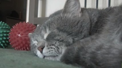 Wenn ihr Herrchen hustet, reagiert diese Katze super witzig!