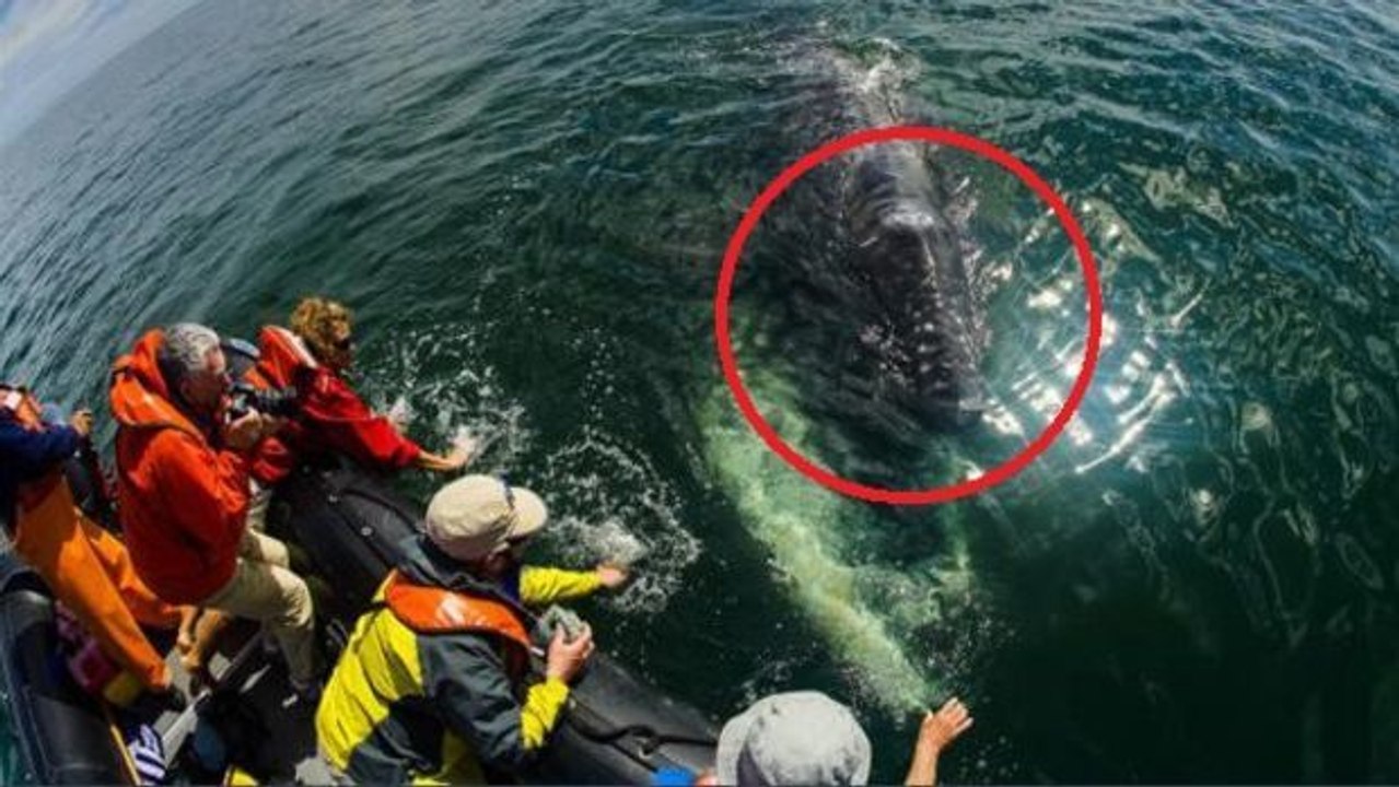 Er berührt die Wasseroberfläche mit der Hand und macht eine wunderbare Begegnung