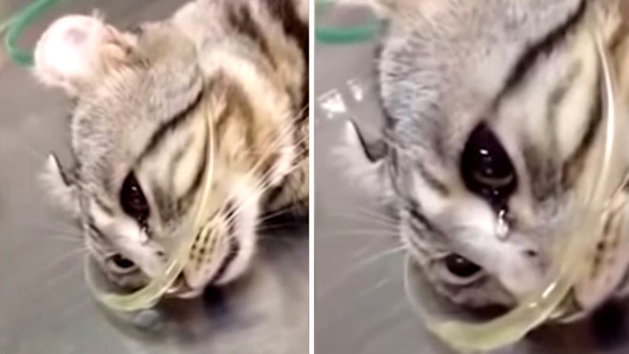Diese Katze weint kurz nach ihrer Rettung