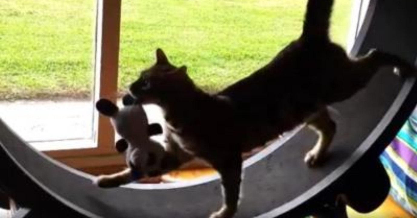 Diese Katze hat ihre eigene Methode, um sich fit zu halten