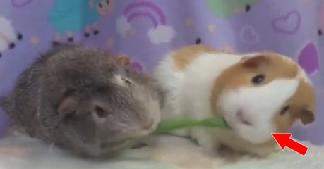 Er gibt seinem Meerschweinchen ein Leckerli... Aber seine Reaktion ist unerwartet!