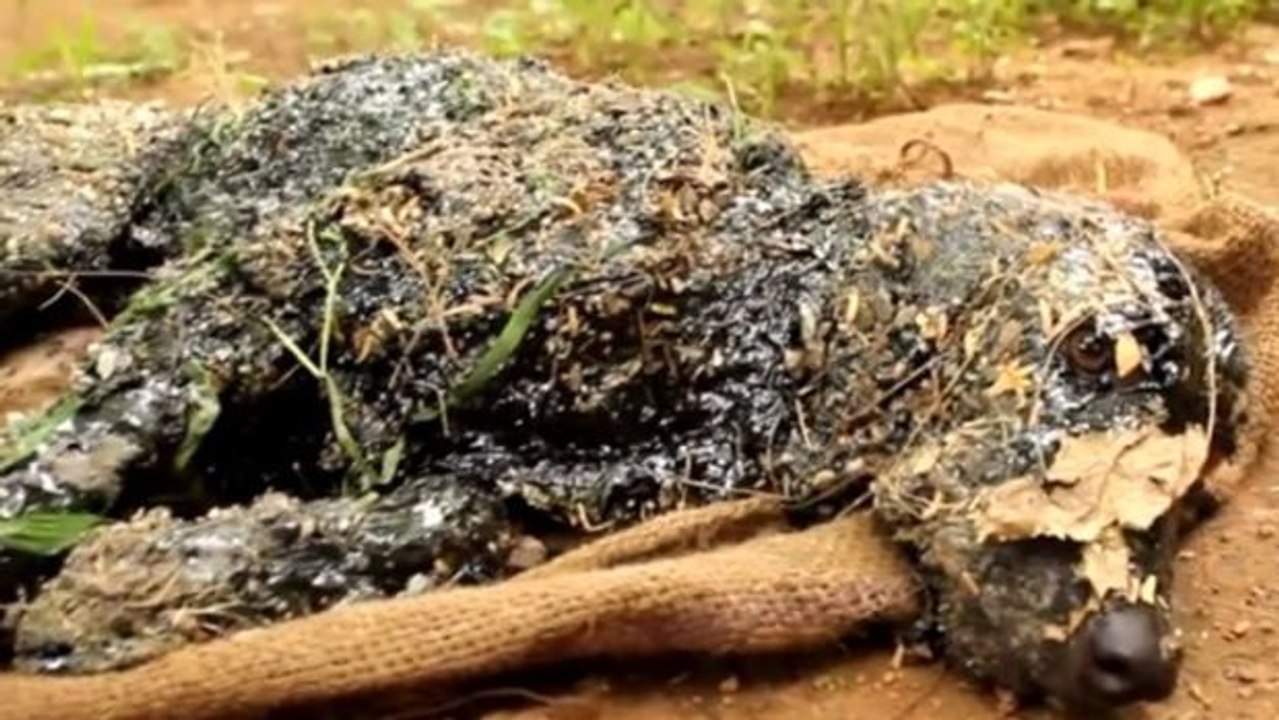 Sie finden den Hund und reiben ihn ganz mit Speiseöl ein... Und das aus gutem Grund!