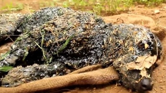 Sie finden den Hund und reiben ihn ganz mit Speiseöl ein... Und das aus gutem Grund!