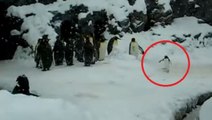 Glücklich im Schnee... Der glücklichste Pinguin der Welt