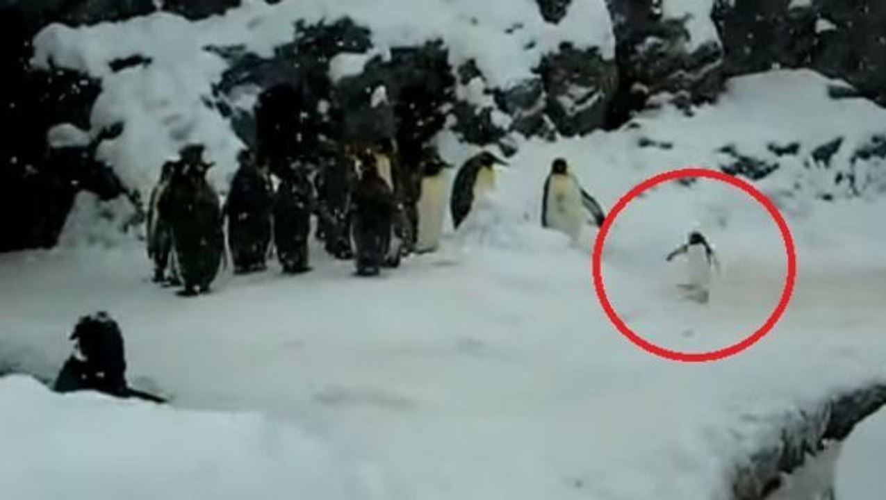 Glücklich im Schnee... Der glücklichste Pinguin der Welt