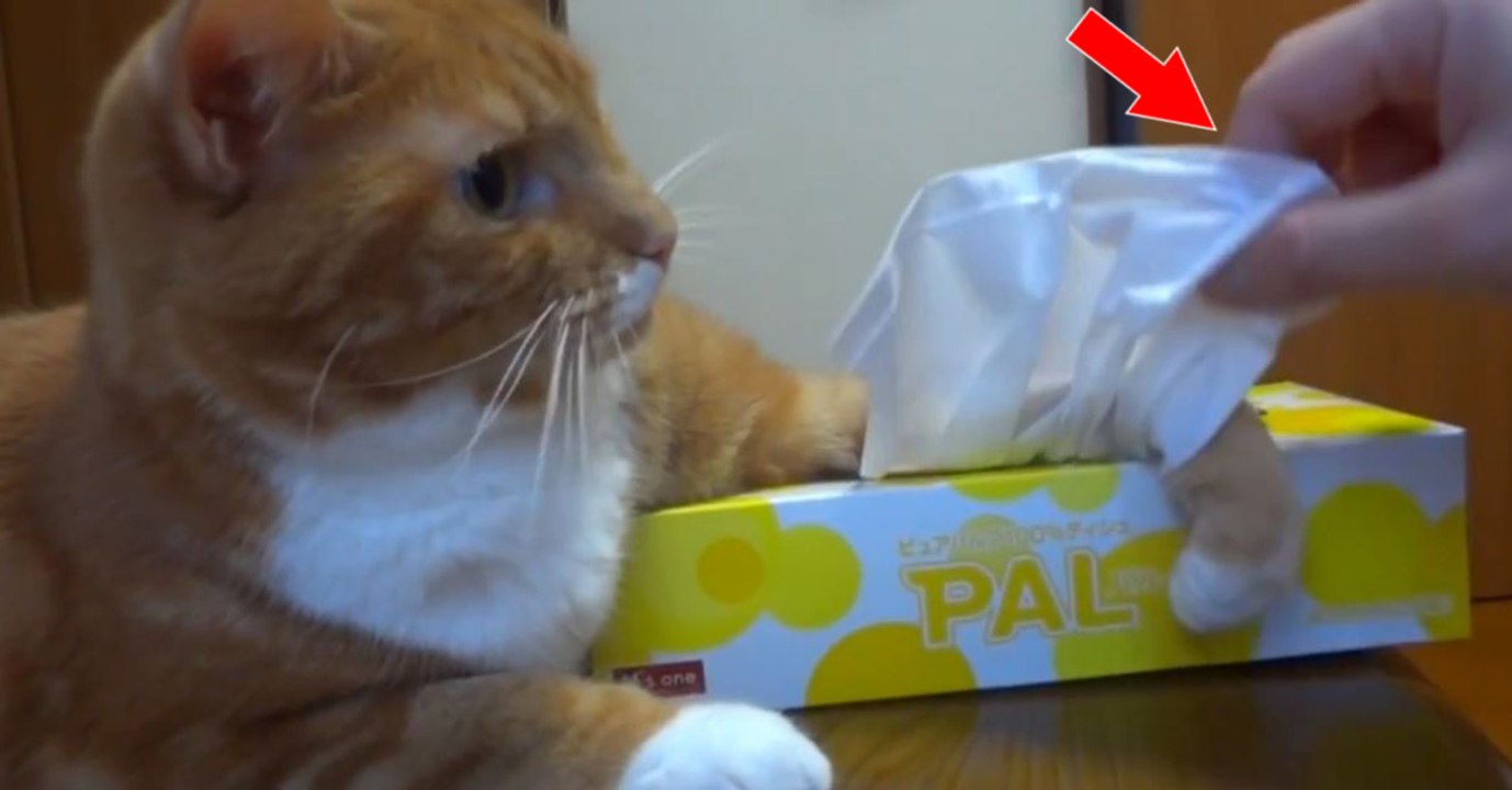 Genial: Wer diese Katze hat, sollte nie einen Schnupfen bekommen!