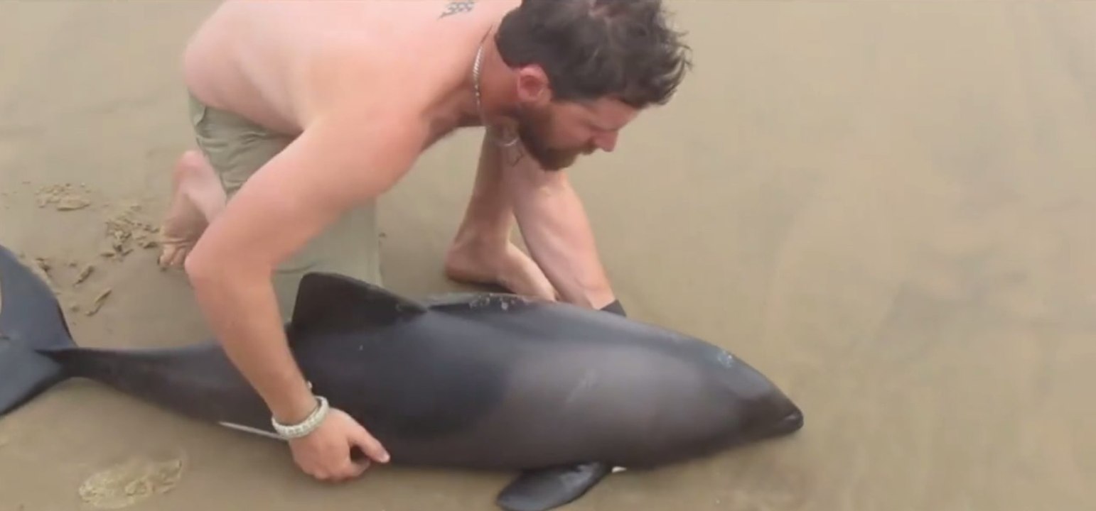 Er findet einen jungen gestrandeten Delfin... Was dann passiert ist großartig!