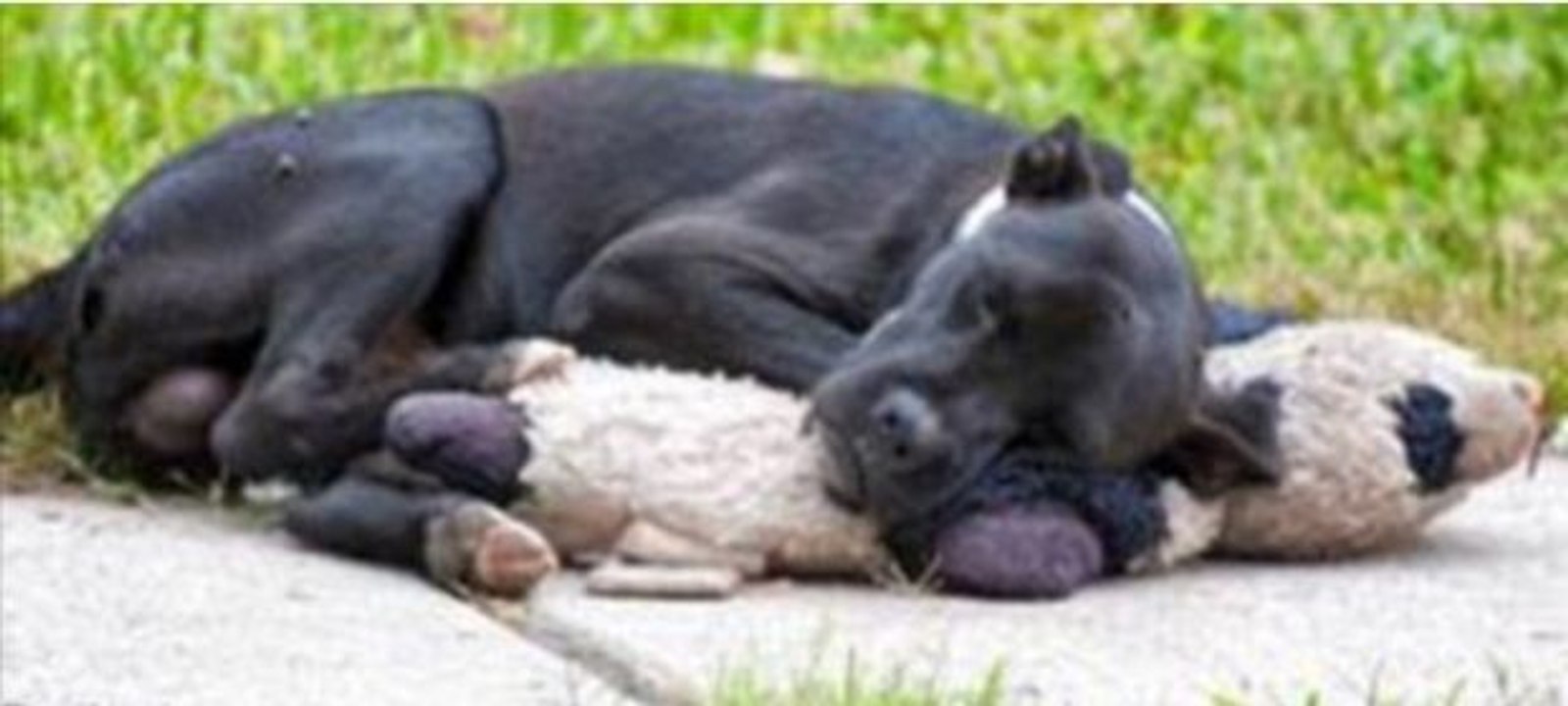 Das Foto dieses mit einem Plüschtier schlafenden Straßenhundes sorgte für Aufruhr im Netz