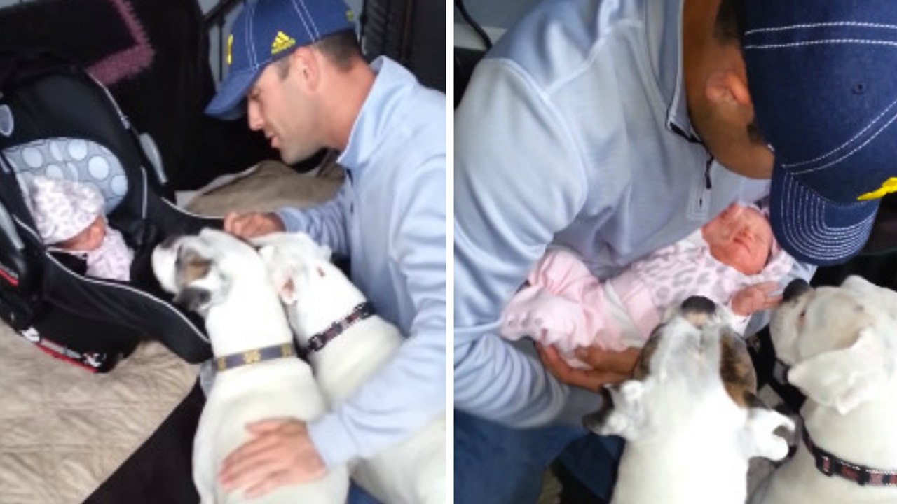 Er kommt mit seiner frisch geborenen Tochter von der Klinik nach Hause und stellt sie seinen Hunden vor... Ihre Reaktion? Einfach herzallerliebst!